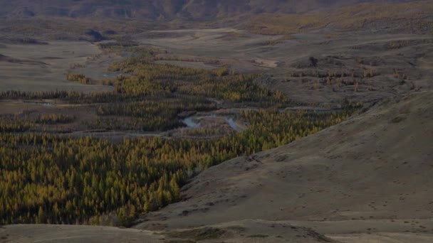 Nehir ve ağaçlarla Altai Vadisi manzarası. Sibirya 'daki sıradağlar. — Stok video