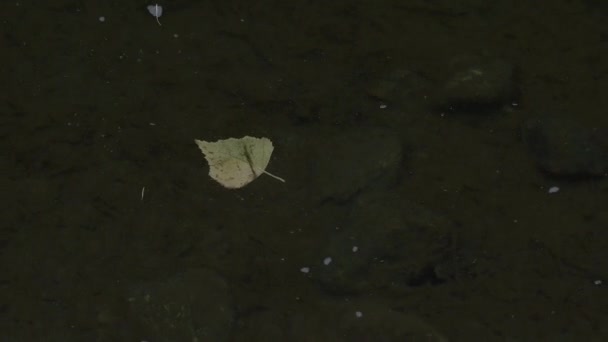 Feuilles tombées flottant sur la surface transparente de la rivière, fond . — Video