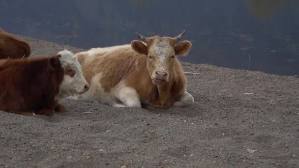 Стадо коров на песчаном берегу горной реки . — стоковое видео