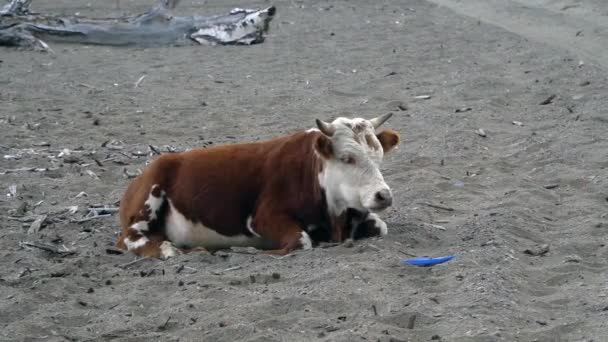 Een kudde van koeien op arenaceous kustlijn van een berg rivier. — Stockvideo