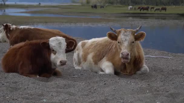 Een kudde koeien op de zandige kustlijn van een bergrivier. — Stockvideo