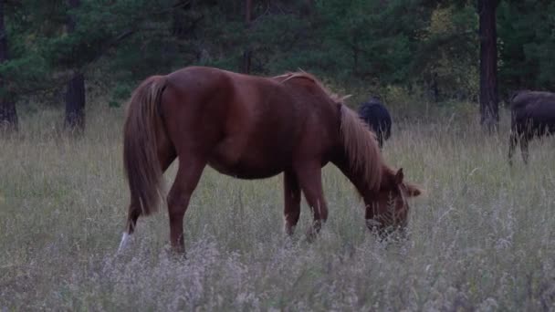 Zatoka koń wypas w jesiennym lesie w ponury dzień. — Wideo stockowe
