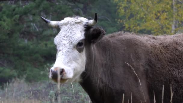 Vacca bianca e nera che mangia erba sul prato vicino alla foresta . — Video Stock