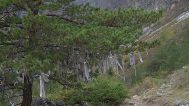 Ritual ribbons on sacred tree in Altai Mountains. Shamanism. — Stock Video