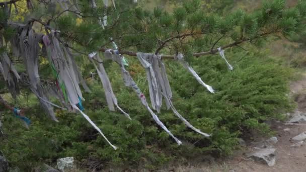 Ритуальные ленты на священном дереве в горах Алтая. Шаманизм . — стоковое видео