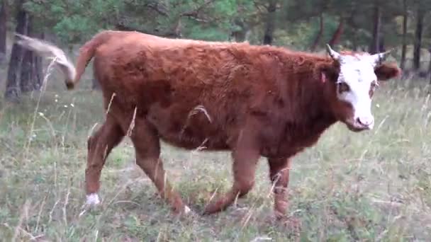 Vaca roja y blanca pastando en un bosque de pinos en un sombrío día de verano . — Vídeos de Stock