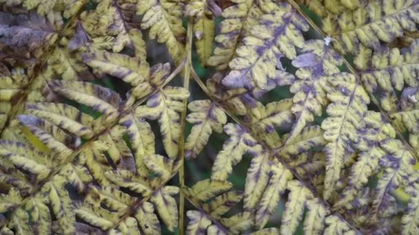 Fern usychające liście w jesiennym lesie syberyjskim. Żółte i szare zwiędłe liście paproci. — Wideo stockowe