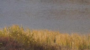 Önünde sarı çimenler ve çalılar olan akan su. Rüzgarda sallanan çimenler nehirde.