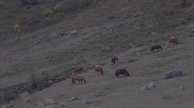 At sürüsü gri yamaçta otluyor..