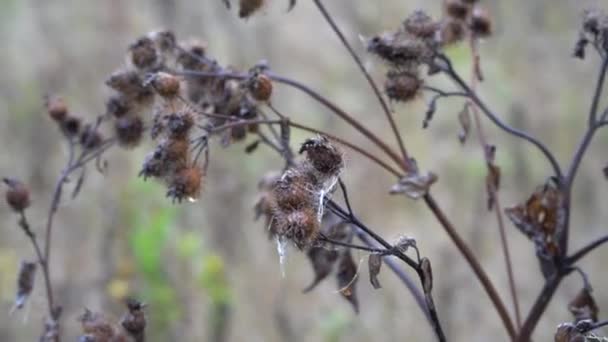 Droge klis met spinnenweb op een herfstdag. — Stockvideo