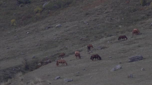灰色の丘の中腹に馬の放牧の群れ. — ストック動画