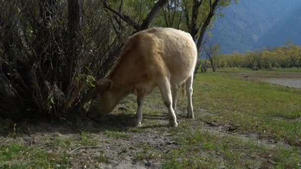 Une vache broutant sous les arbres près de la rivière .
