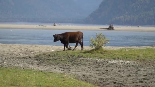 Vaca marrón caminando a lo largo del río en un día brillante . — Vídeo de stock