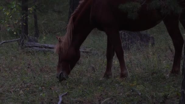 Caballos pastando pastos en campo abierto junto al bosque en un día de otoño . — Vídeo de stock