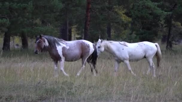 Horse grazing pastures in open field next to woods on an autumn day. — Stock Video