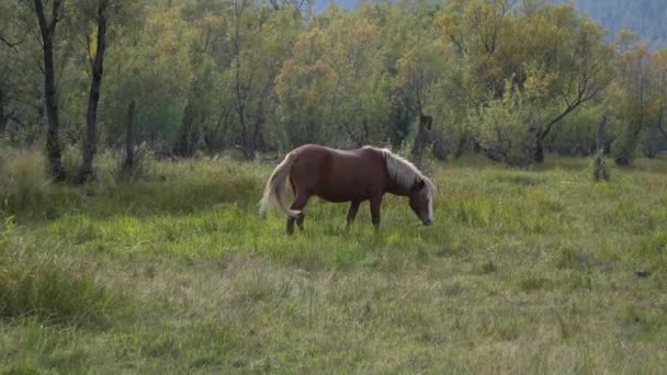 Pâturages à cheval en plein champ à côté des bois un jour d'automne . — Video