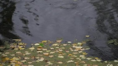 Yağmur damlaları ve düşen yapraklar bir nehrin ya da gölün karanlık su yüzeyine düşer..