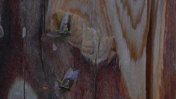 Error apestoso verde arrastrándose sobre un tronco de madera agrietado . — Vídeos de Stock