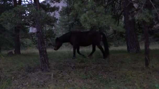 Caballos pastando pastos en el bosque en un día de otoño . — Vídeo de stock