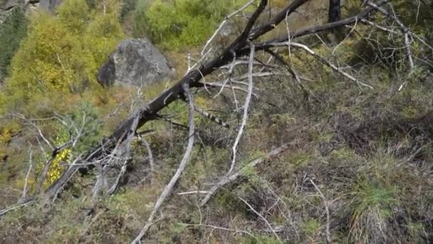 Trunk of a dead tree lying on the ground in the woods. — Stock Video