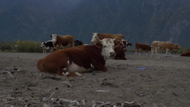 Una manada de vacas en la orilla arenosa de un río de montaña . — Vídeos de Stock