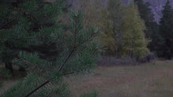 Close-up of pine branch in the autumn forest. — Stock Video