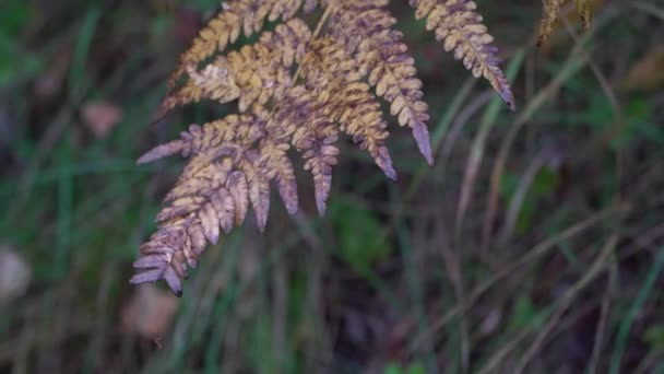 Helecho marchitándose hojas en otoño Bosque siberiano. Hojas de helecho marchitas amarillas y grises . — Vídeos de Stock