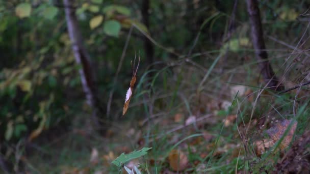 Feuille flétrie se balançant dans le vent dans la forêt gros plan sur une journée venteuse d'automne . — Video