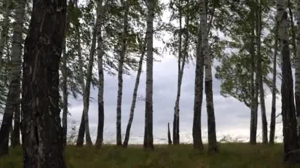 Stříbrné břízy houpající se ve větru za oblačného dne. — Stock video
