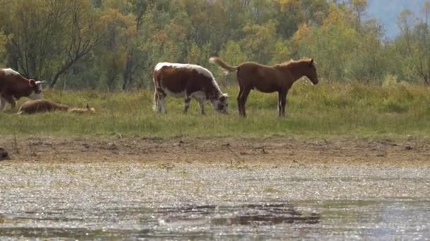 Krowy i konie wypasane razem z drzewami i górami na tle. — Wideo stockowe