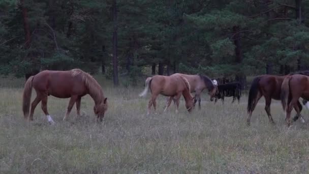 Стадо лошадей пасущихся в лесу возле Алтайских гор в осенний день . — стоковое видео