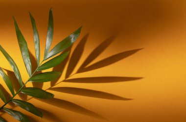 Sarı kağıtta tropik bir yaprak. Kopyalama alanı ile en düşük tasarım şablonu