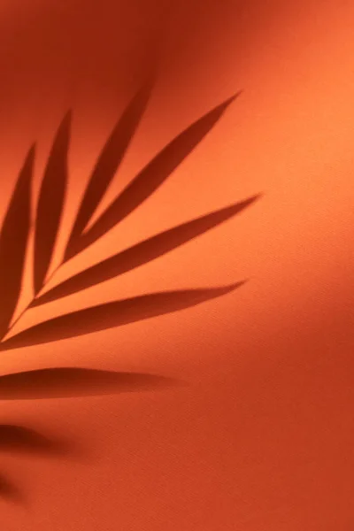 Sombra de hoja de planta tropical sobre fondo naranja. Diseño tropical minimalista . — Foto de Stock