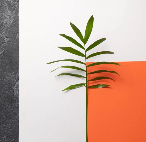 Folha de planta tropical sobre fundo de papel laranja e branco. leigos planos, vista superior, modelo de design mínimo com copyspace — Fotografia de Stock