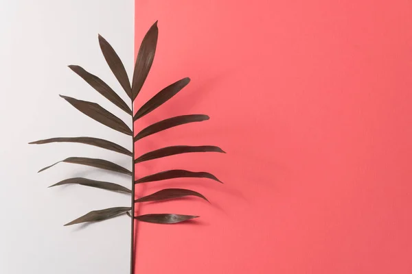 Liść tropikalny na różowo-białym papierowym tle. Płaskie ułożenie, widok z góry, minimalny szablon projektu z przestrzenią do kopiowania Zdjęcie Stockowe