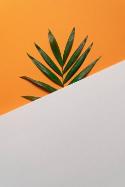 Turuncu ve beyaz arka planda tropikal yaprak. Düz konum, üst görünüm, kopyalanmış en küçük tasarım şablonu