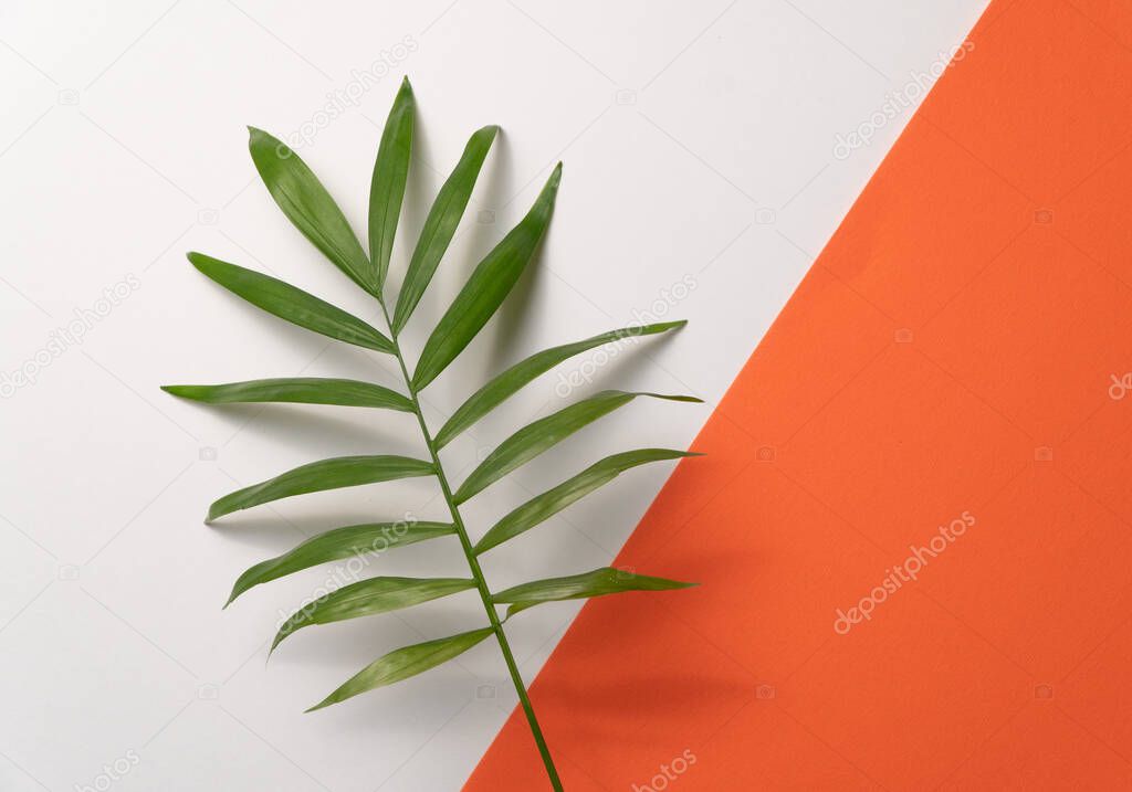 Tropical leaf on orange and white paper background. Flat lay, top view, minimal design template with copyspace