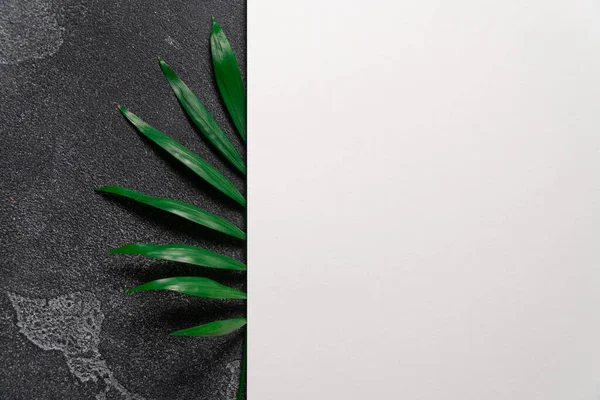 Green plant leaf on dark concrete background and sheet of white paper. Flat lay, top view, minimal design template with copyspace — Stock Photo, Image