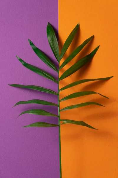 Hoja tropical sobre fondo de papel naranja y violeta. Plancha plana, vista superior, plantilla de diseño minimalista con copyspace Imágenes de stock libres de derechos