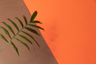 Kahverengi ve turuncu kağıtta tropikal yaprak. Düz konum, üst görünüm, kopyalanmış en küçük tasarım şablonu.