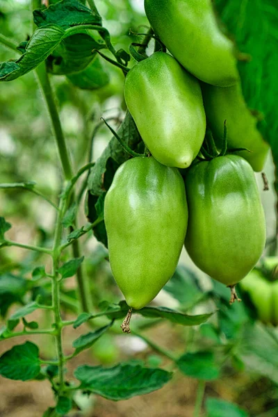 Bündel grüner Tomaten im Gewächshaus. — Stockfoto