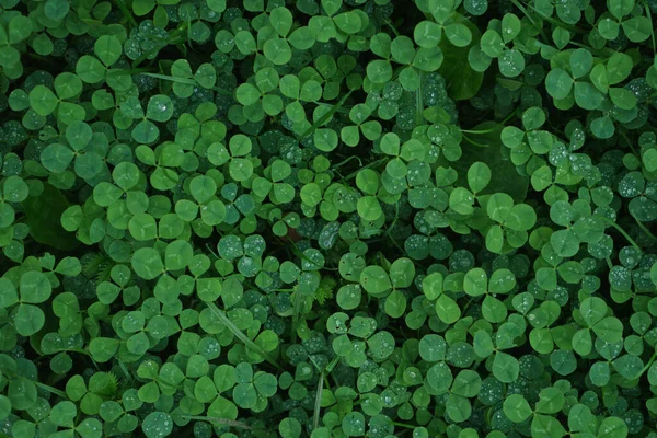 Tappeto di trifoglio verde con gocce di rugiada, vista dall'alto. — Foto Stock