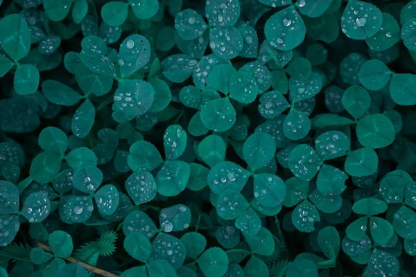 Tappeto di trifoglio verde con gocce di rugiada, vista dall'alto. — Foto Stock