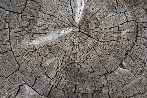 Velha textura de tronco de árvore rachada. Fundo de madeira. — Fotografia de Stock