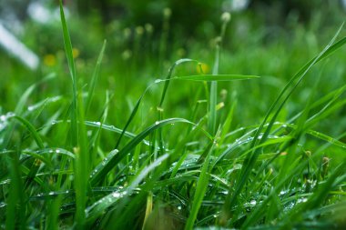 Çiy damlalı yeşil çimenler, yağmur üstüne çimen.