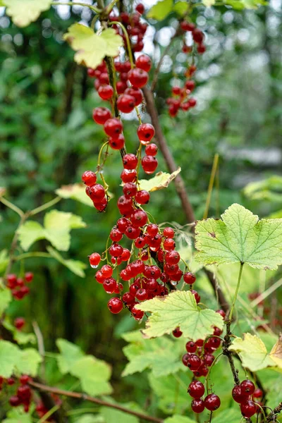 Cluster di ribes rosso sul ramo — Foto Stock