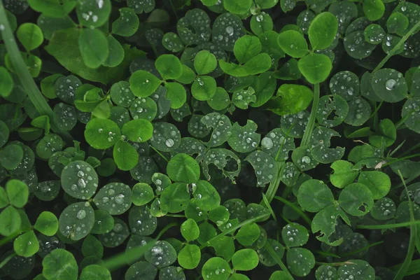 Tappeto di trifoglio verde con gocce di rugiada, vista dall'alto. — Foto Stock