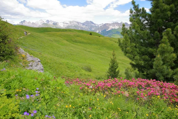 Colorful Flowers Hiking Path Sella Pass Selva Cir Mountains Background — Stock Photo, Image