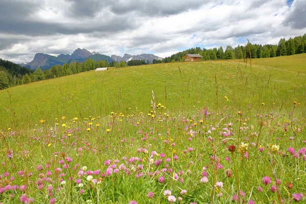 阿尔卑斯 休斯在 Ortisei 上面以五颜六色的花在前景和 Cir 山在背景 瓦尔加迪纳 白云岩 意大利 — 图库照片