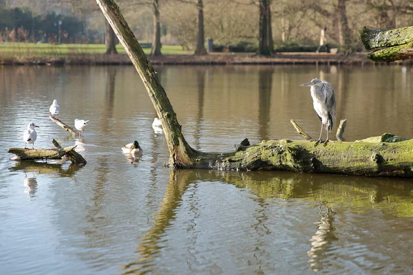 Close Heron Banks Small Lake Located Oosterpark Amsterdam Netherlands — Stock Photo, Image